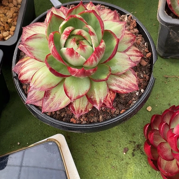 惊鸿仙子多肉植物5001