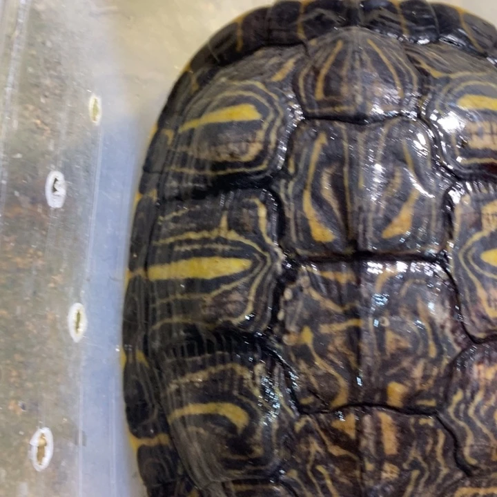 巴西彩龟母66666666