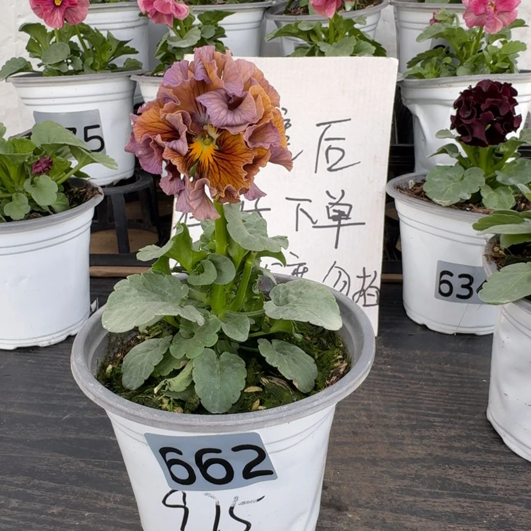 全部花朵662哈975