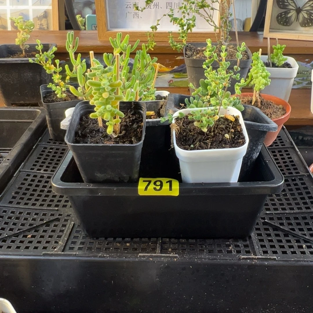 枝干番杏多肉植物791