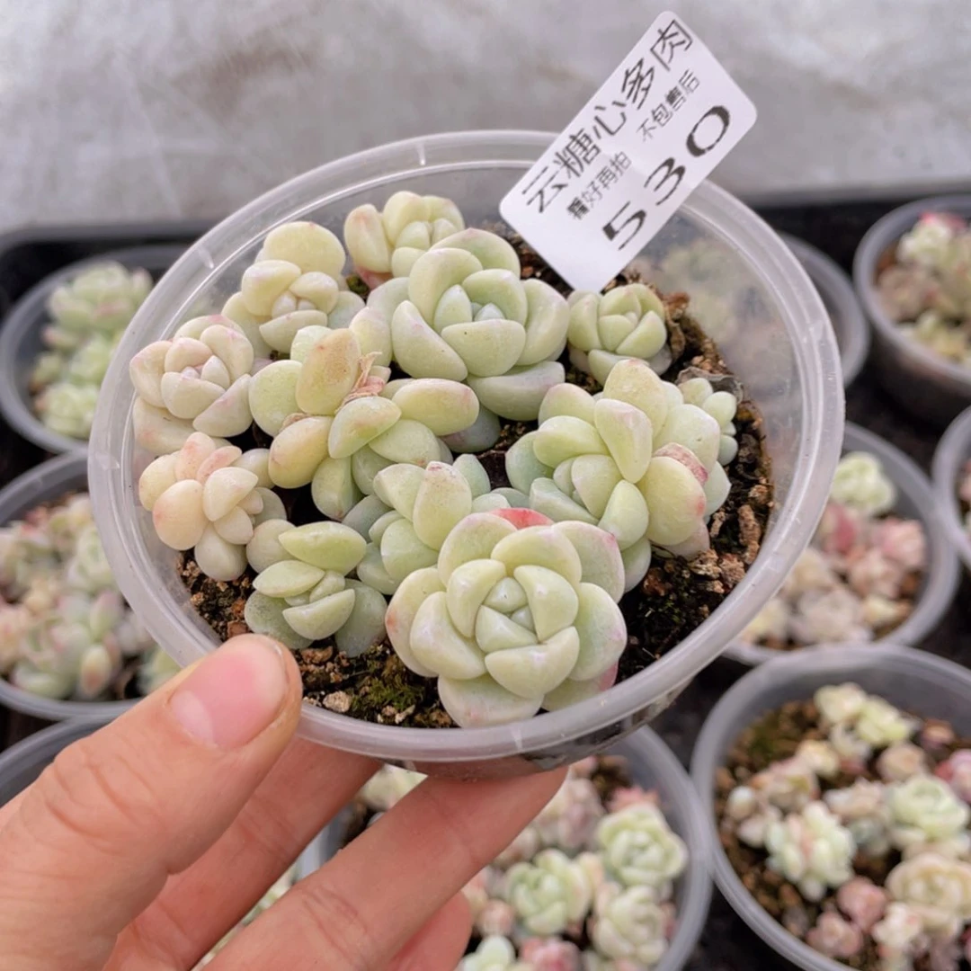 云糖心多肉植物530