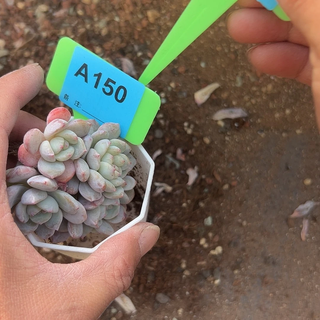 奔****多肉植物一物一拍