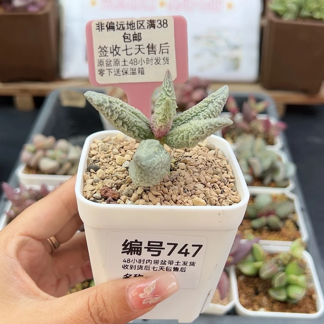 (****)747融冰多肉植物