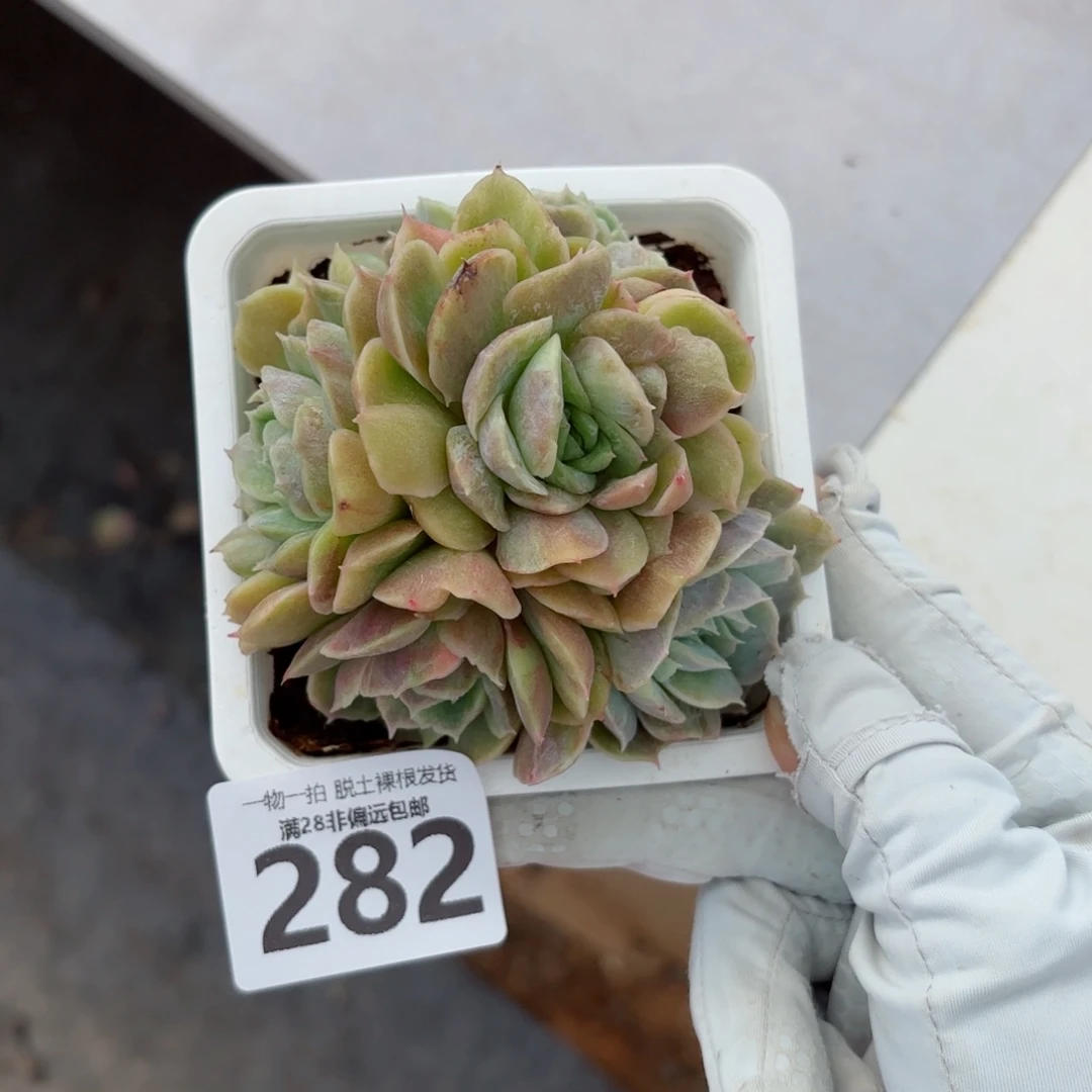 石化昂斯诺无盆土发货