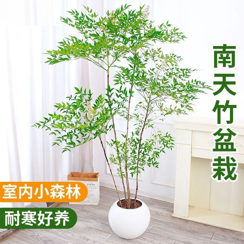 南天竹植物老桩盆景观叶植物耐寒盆景树苗盆栽室内庭院阳台种植