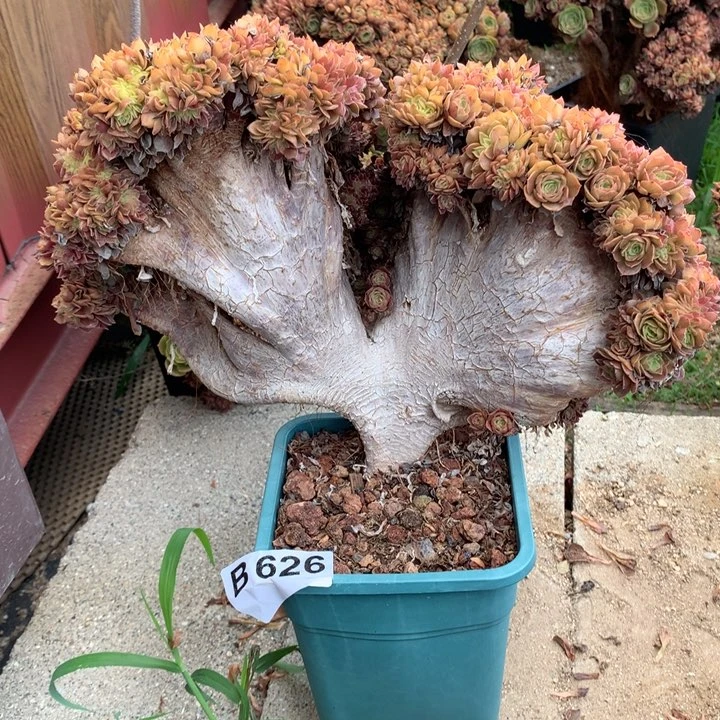 626微瑕黄金万脱土发货啊