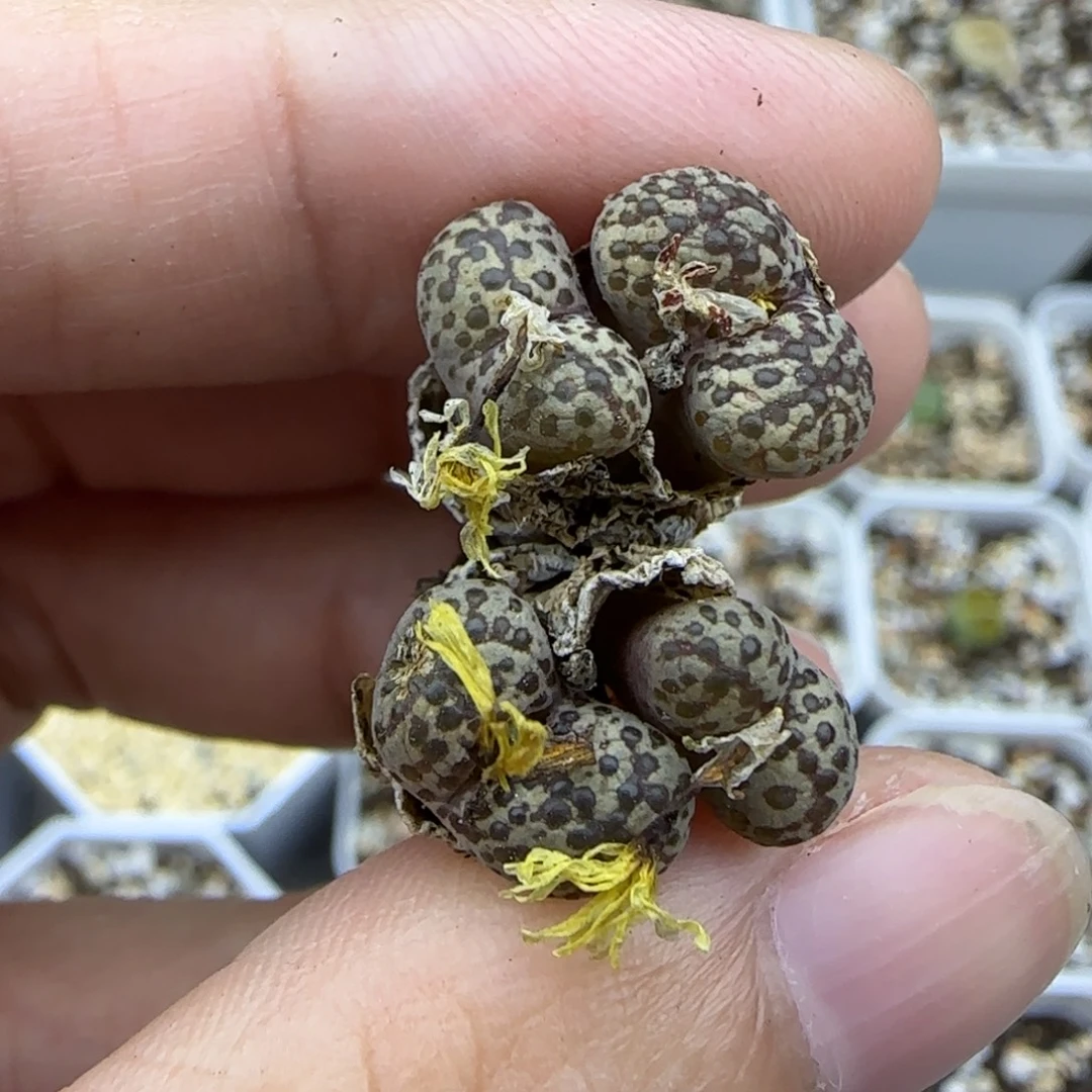 153 肉锥清框福利30包邮