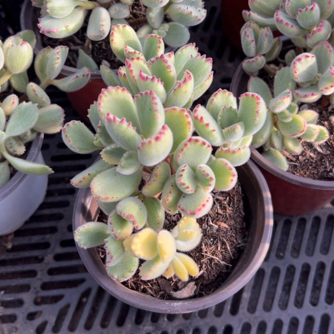 多肉小群白熊【非偏远地区满18包邮】