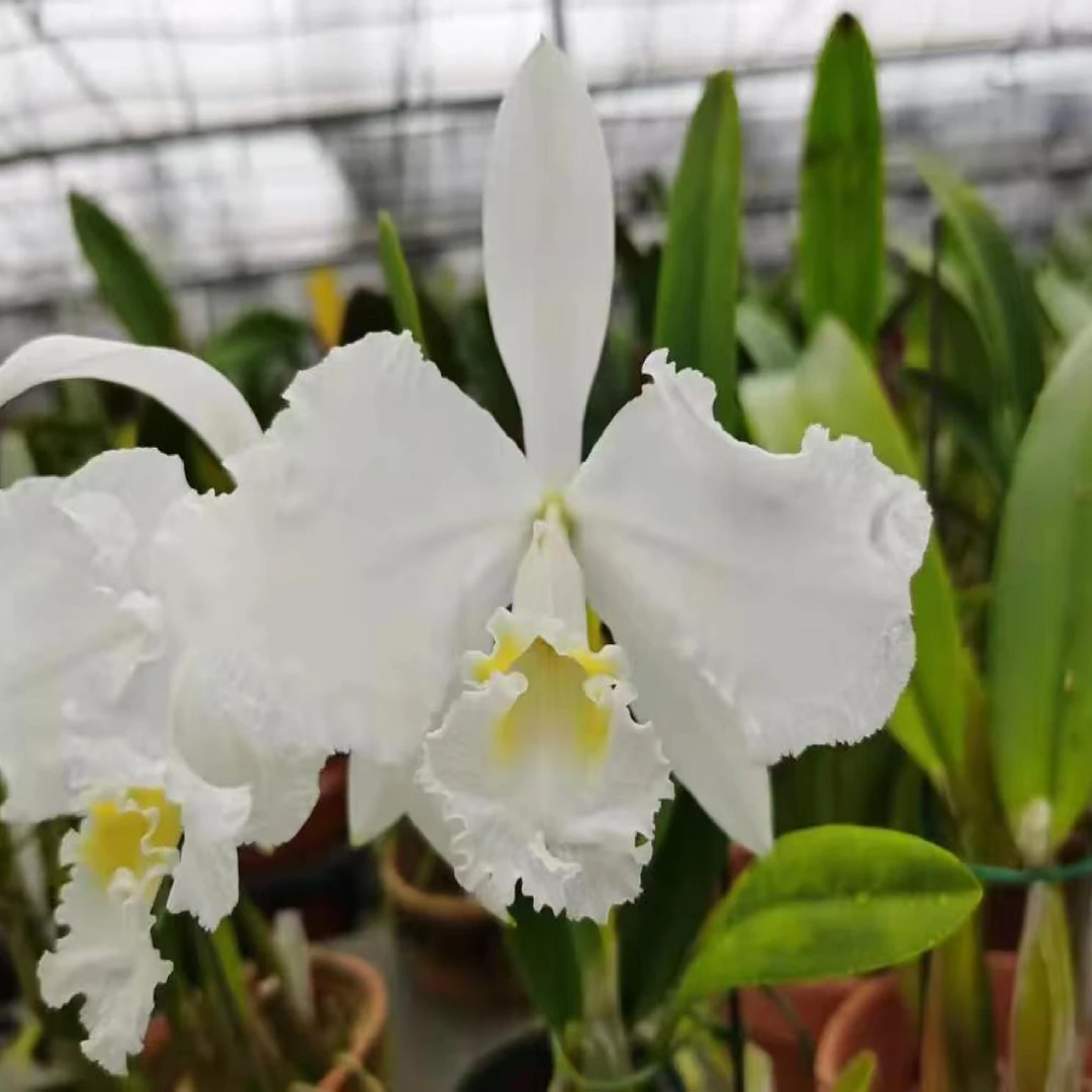 花农杰哥卡特兰白路德