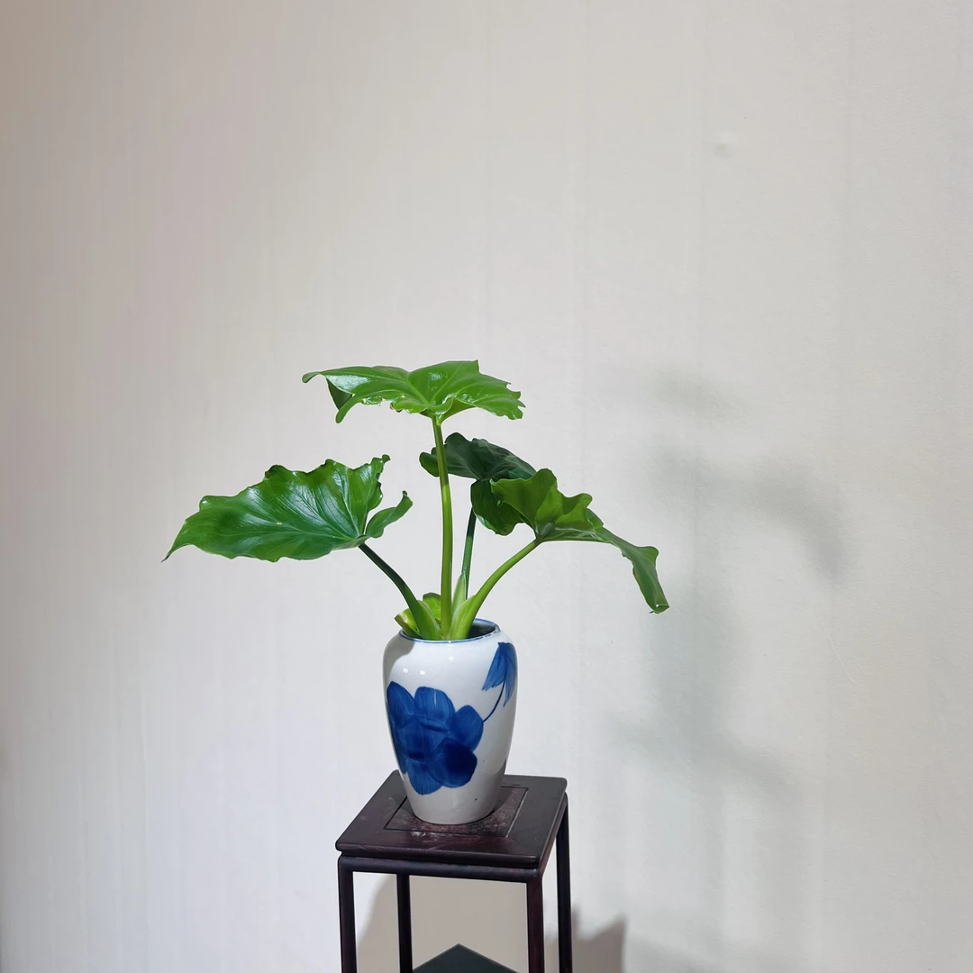 水培春羽室内好养加赠手绘青花瓷盆