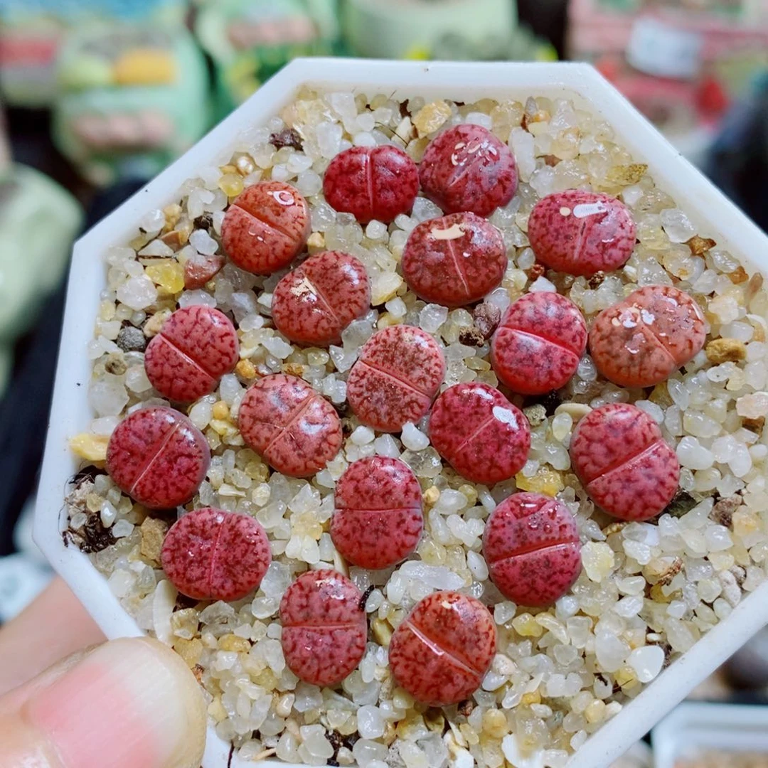 生石花花花花花花花920