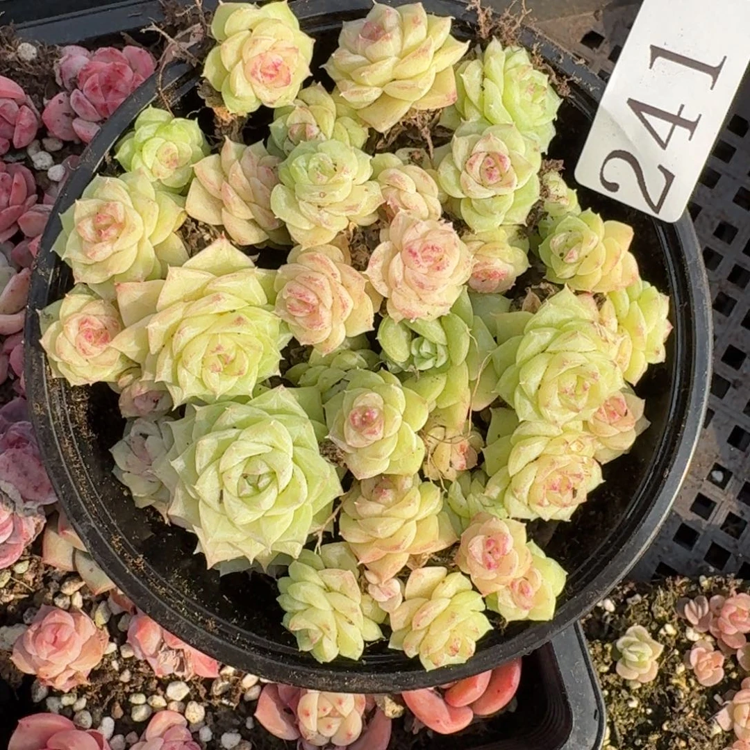 多肉植物多肉植物241