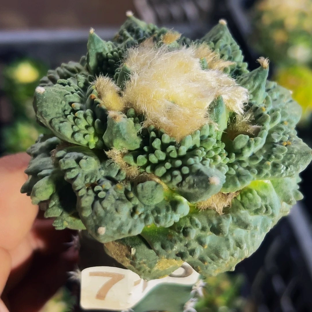 无花朵福利炸尤怒涛牡丹716