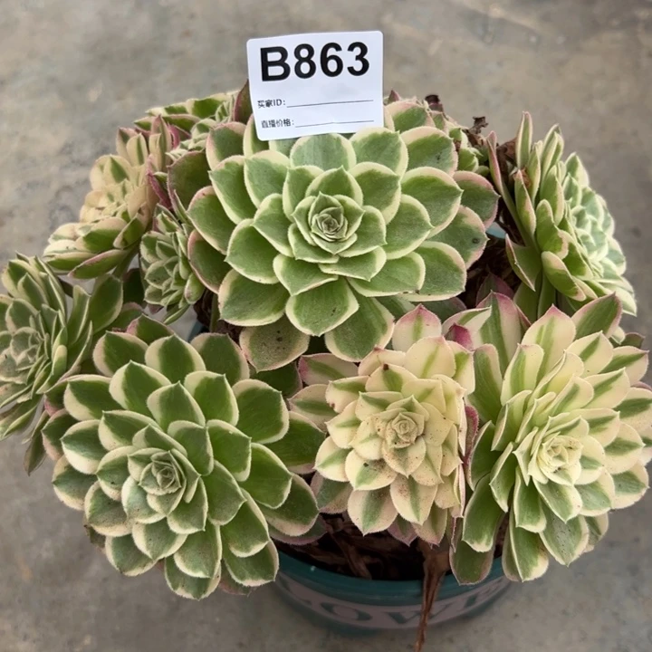 863孔雀翎22厘米左右