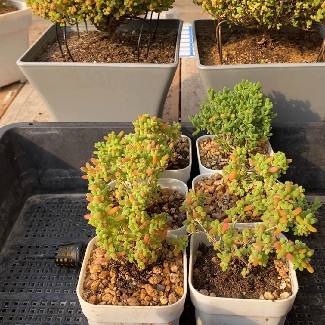 枝干番杏多肉植物200