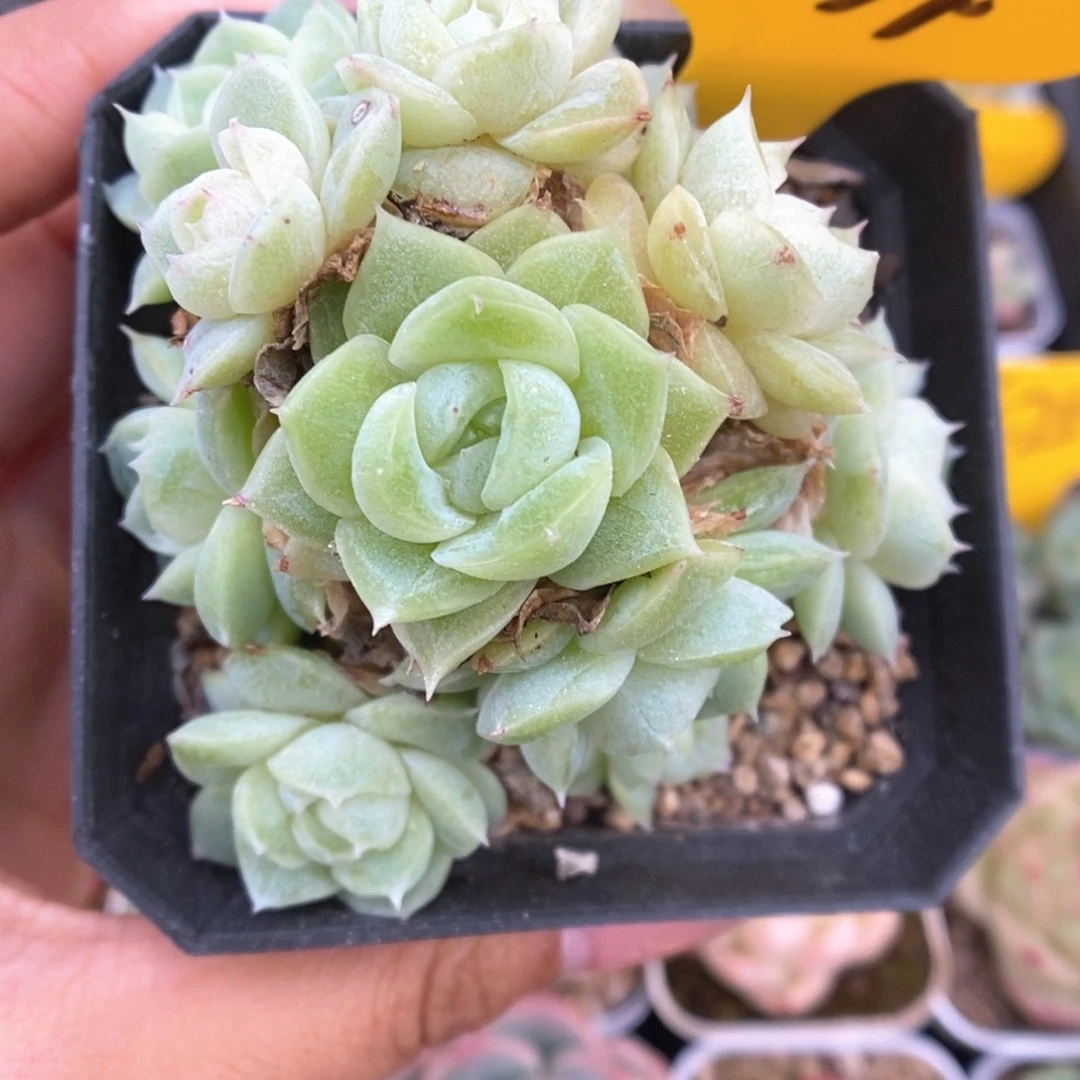 麦秆群生374号。
