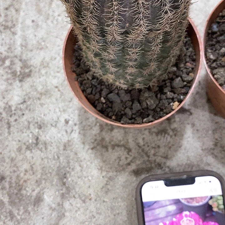 大粉红女郎，高10公分左右