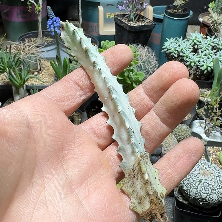 187白龙骨脱土发货