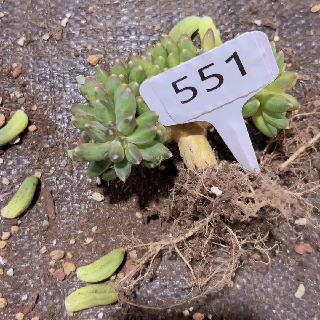 喜**肉551千代田缀化23.8y元