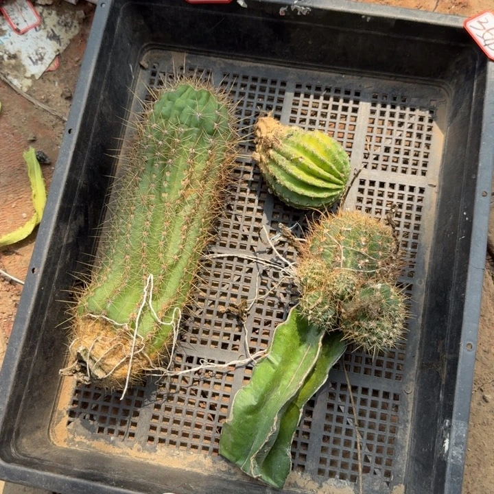 354新品毛花柱落地无木心斑筐拍