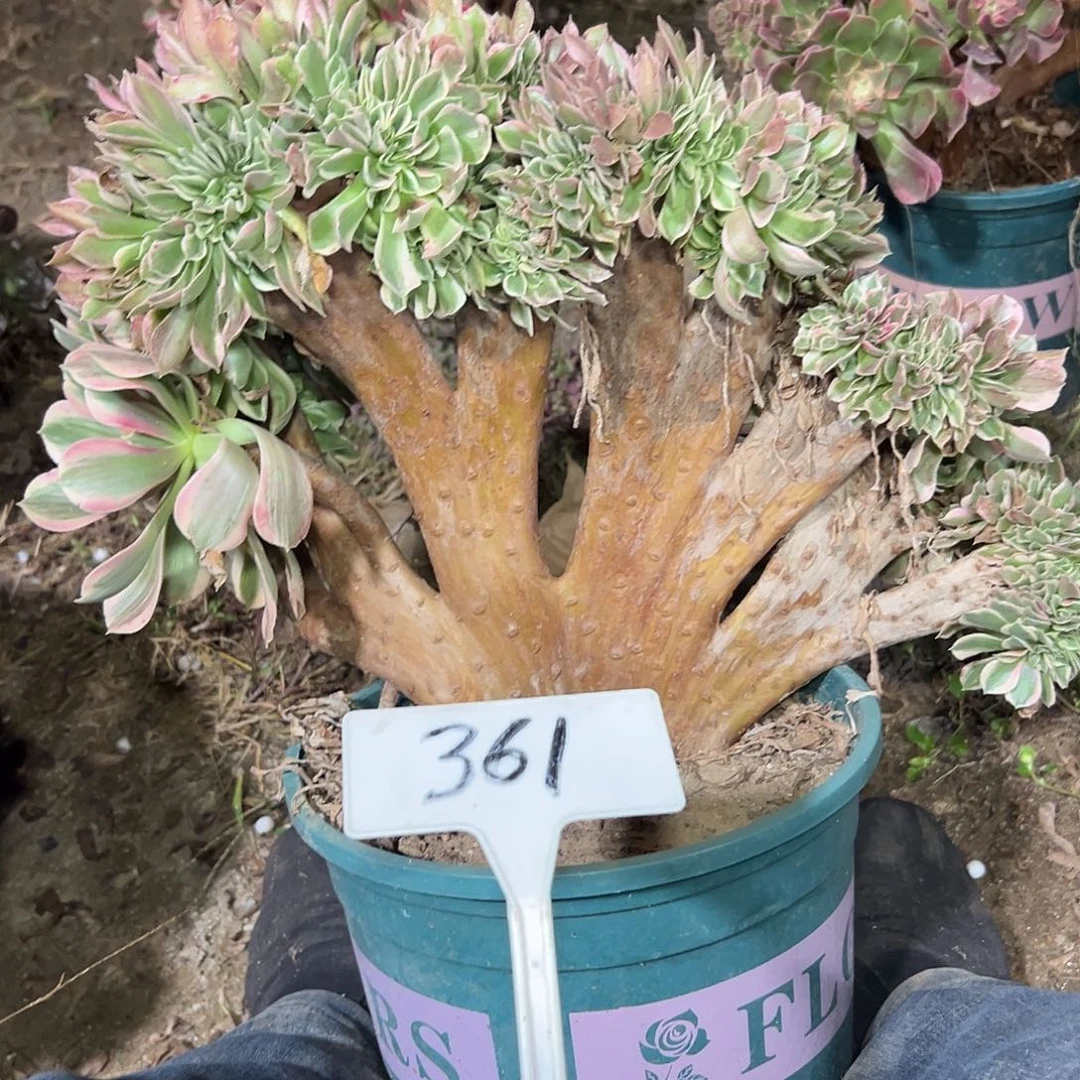 多肉植物女神缀花361