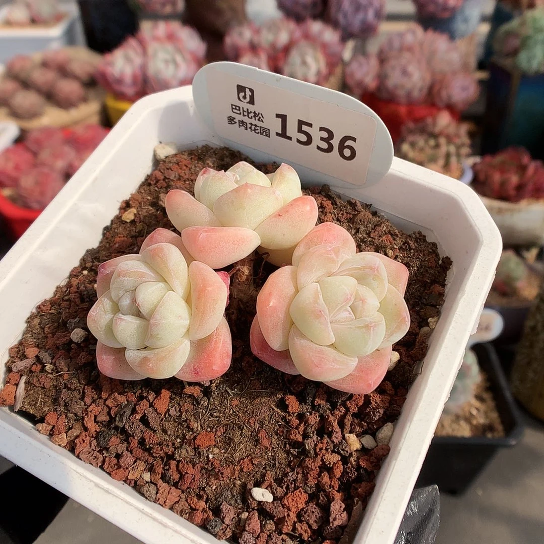 1536 奶油冰玉多肉