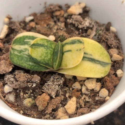 蜗牛锦带盆发货哈哈哈