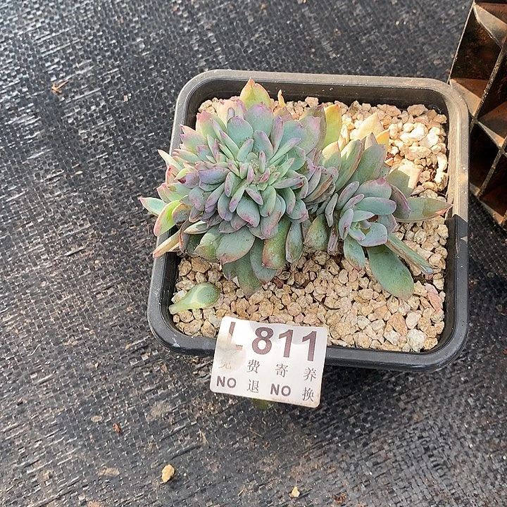 白凤缀化变异 非偏远38包邮 节后发