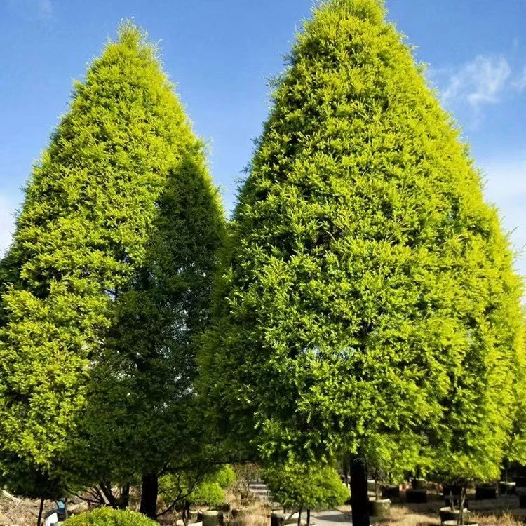 黄金香柳千层金庭院花镜盆栽自带芳香四季长青木本多年生耐寒耐晒