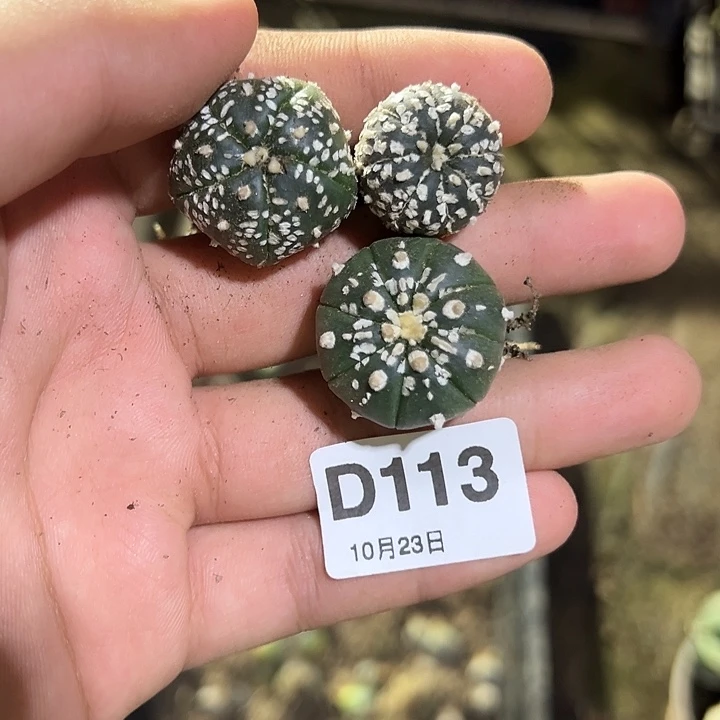 D113 实生兜随机配