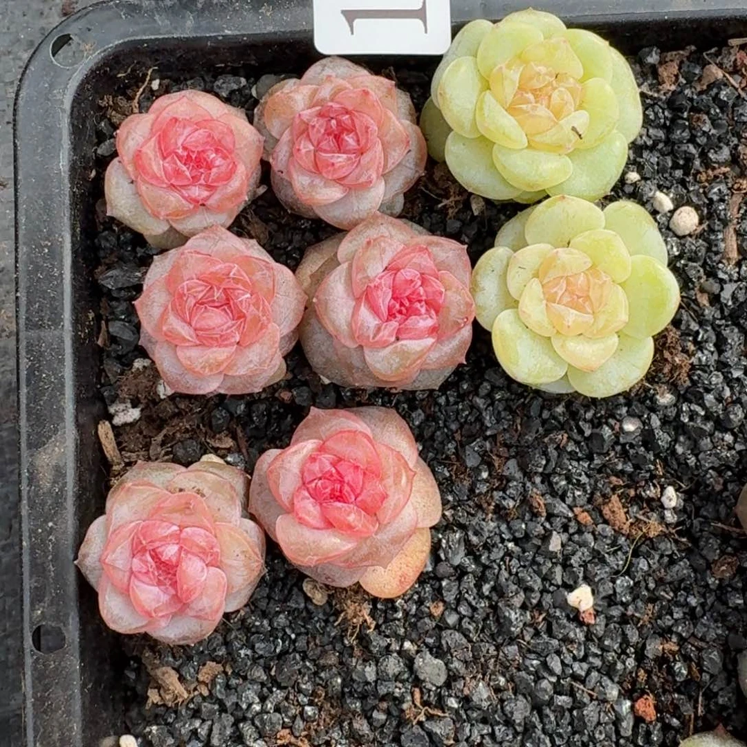小***了多肉植物多肉植物116