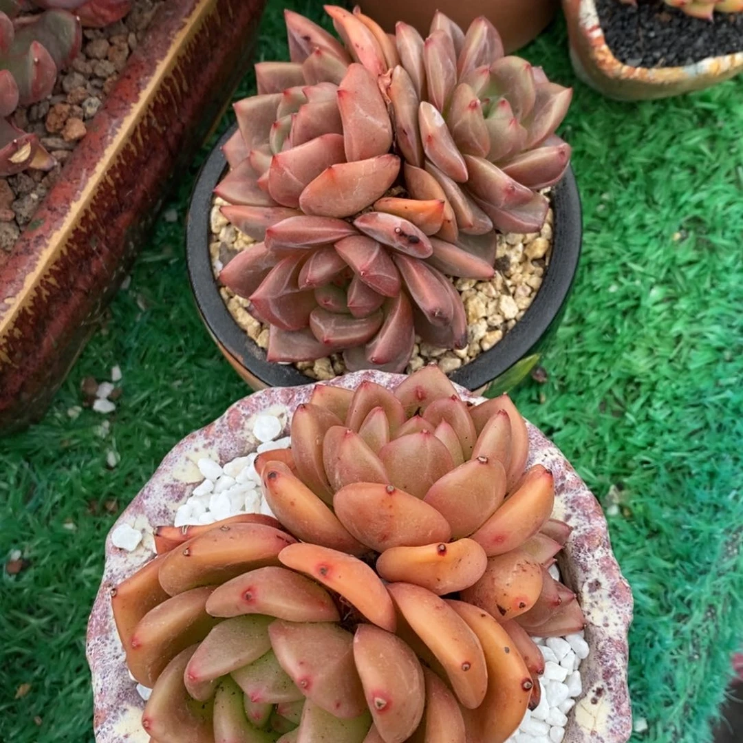小***小火苗两颗组多肉植物盆栽