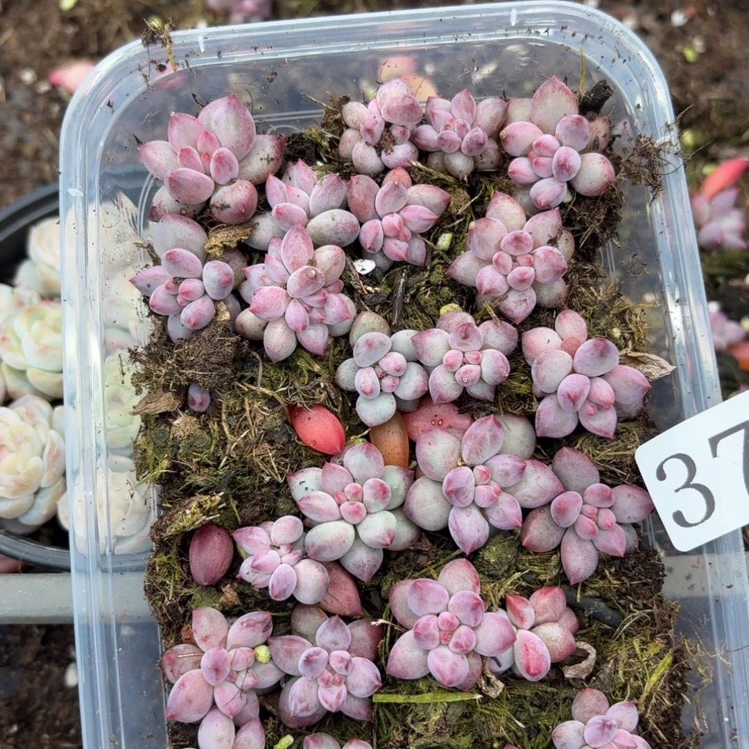 多肉植物多肉植物37