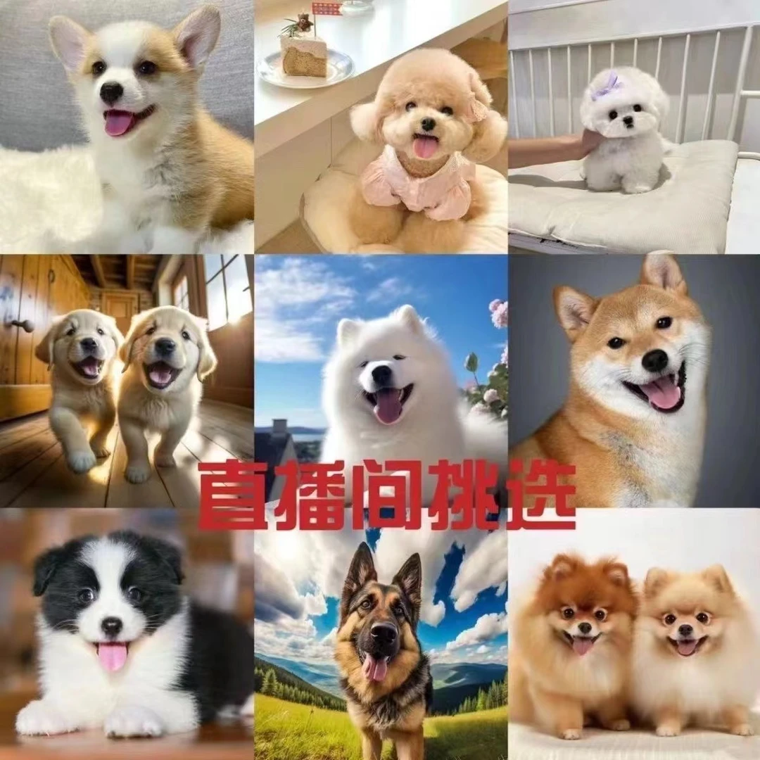 福崽珍宠{活体宠物链接}
