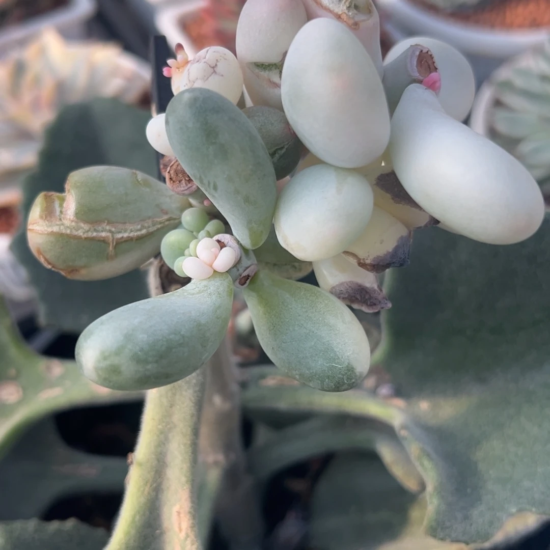 那***光荔枝冻奶酪锦，拉丝锦头预定