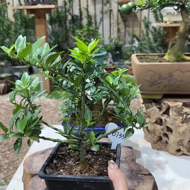 @***哥直播间八房柑一物一拍