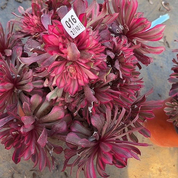 2.10-16红桐柏多肉植物