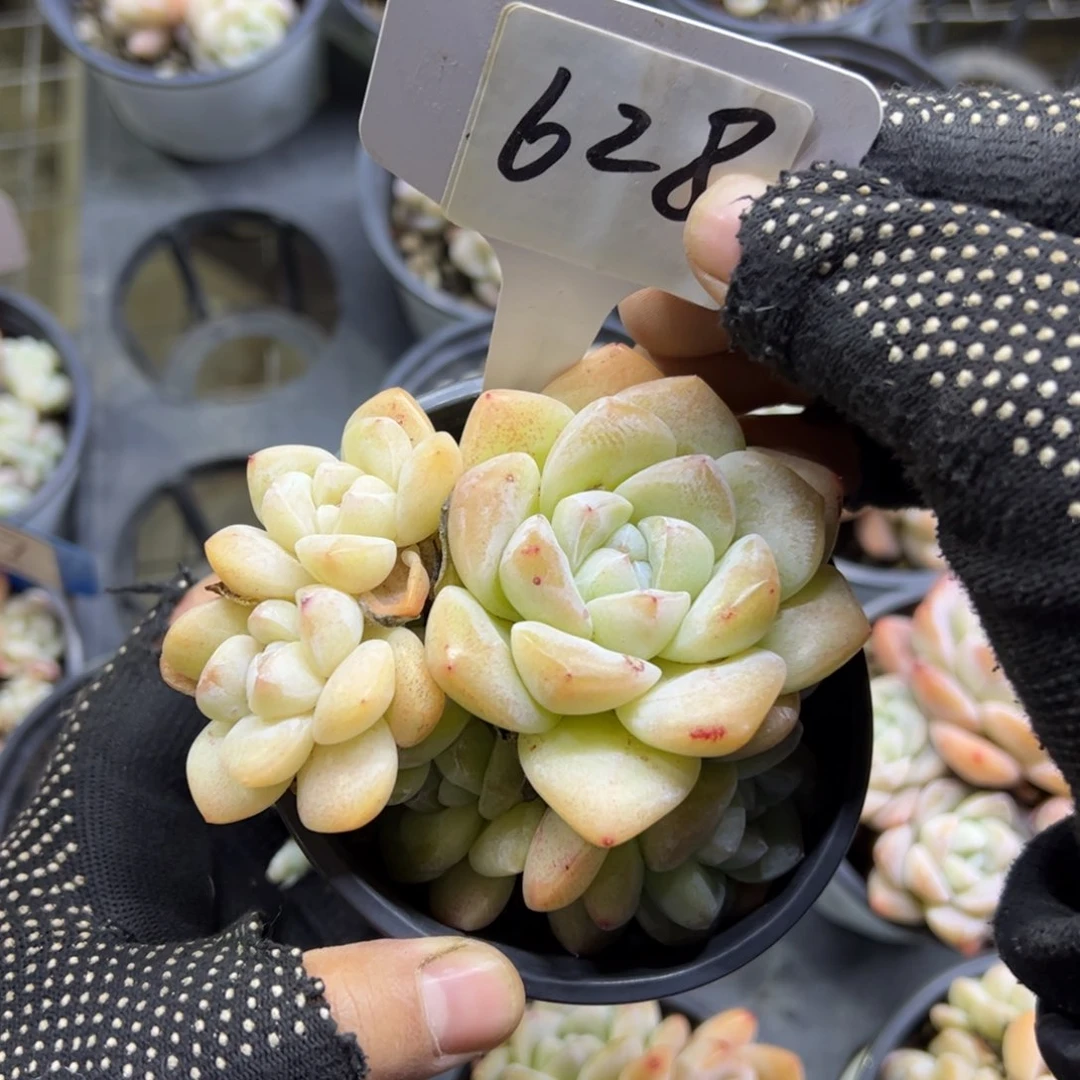 红陶628号多肉植物