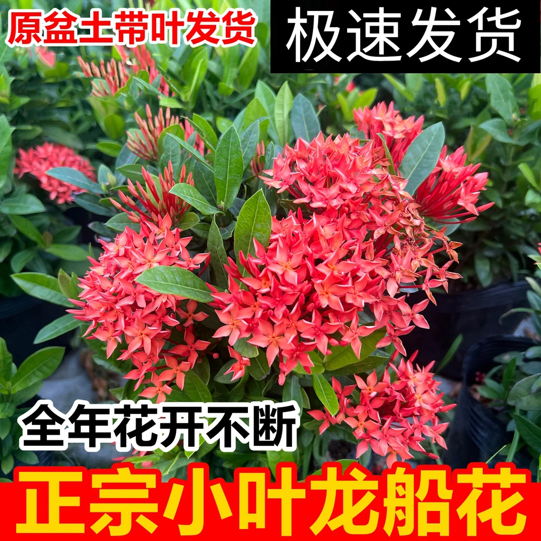 龙船花盆栽带花苞室内外阳台好养花卉百日红庭院花园四季开花植物