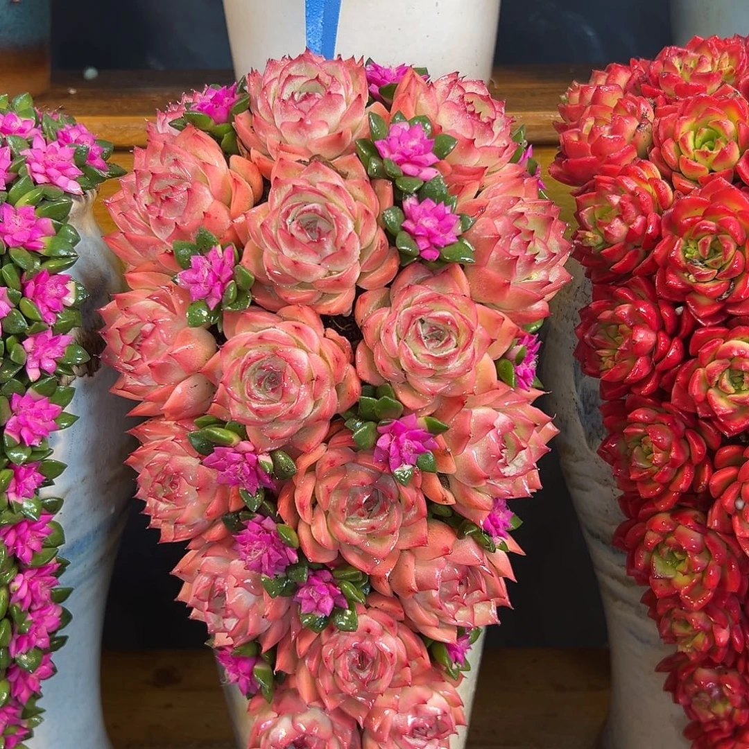 006水蜜桃多肉组合多肉