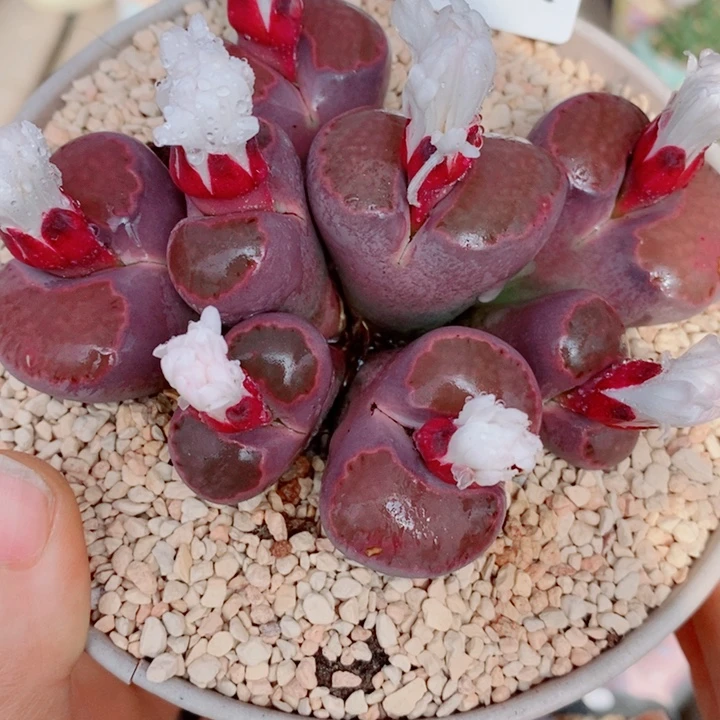 生石花花花花花花花花261