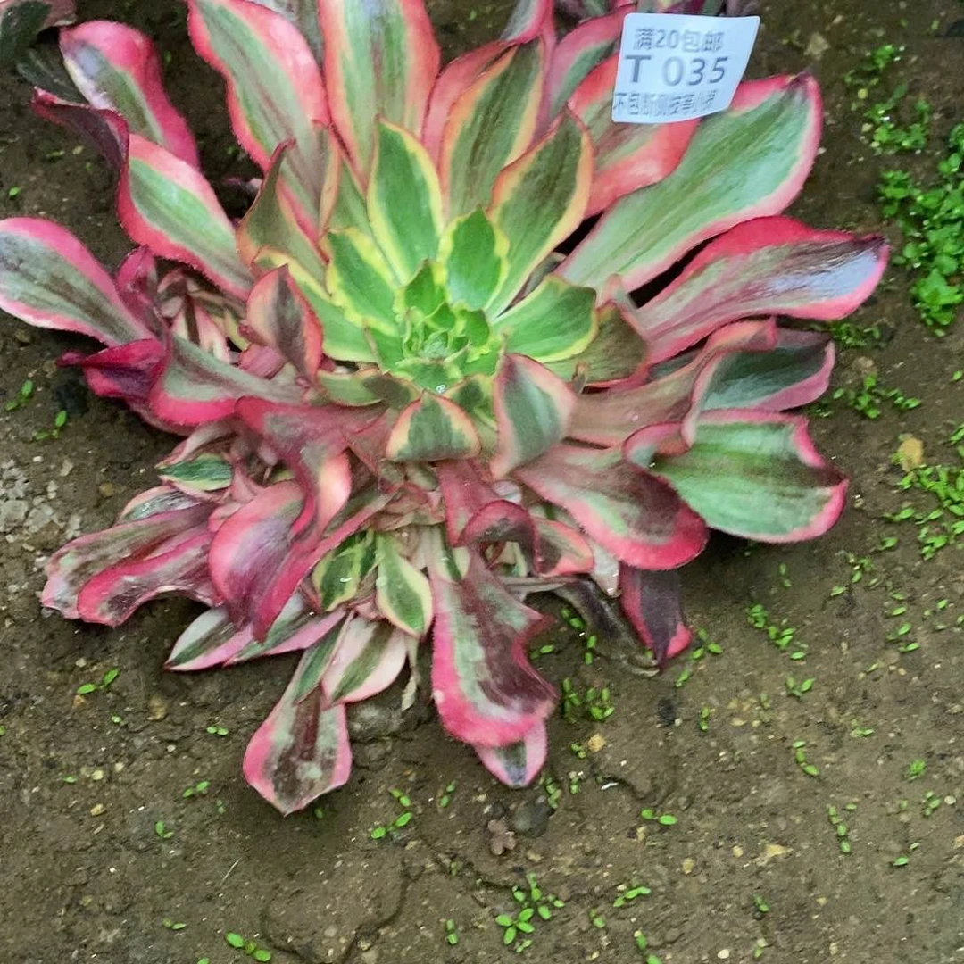 035魅影多肉法师锦多肉