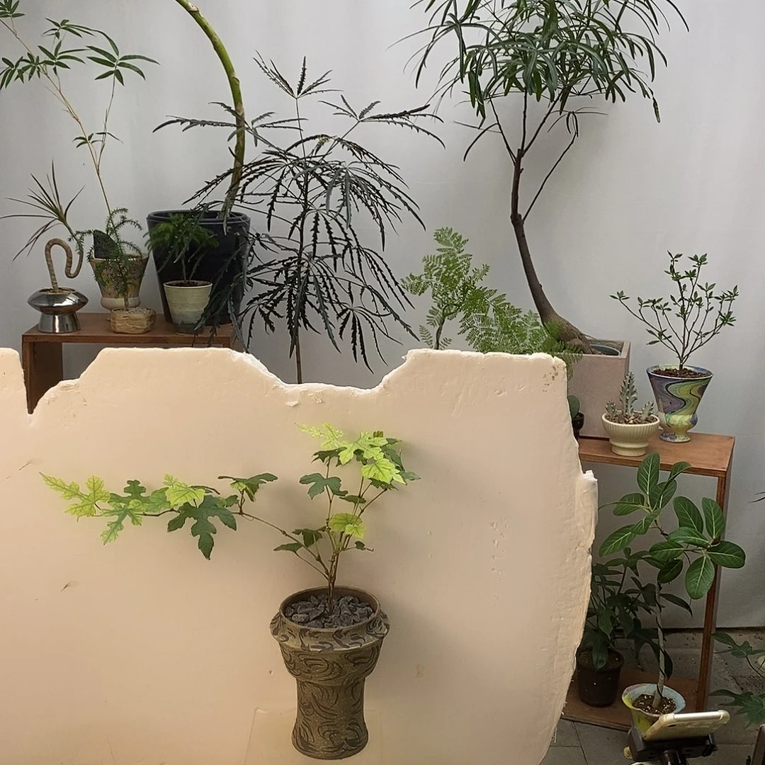 无花朵姬葡萄（含盆）