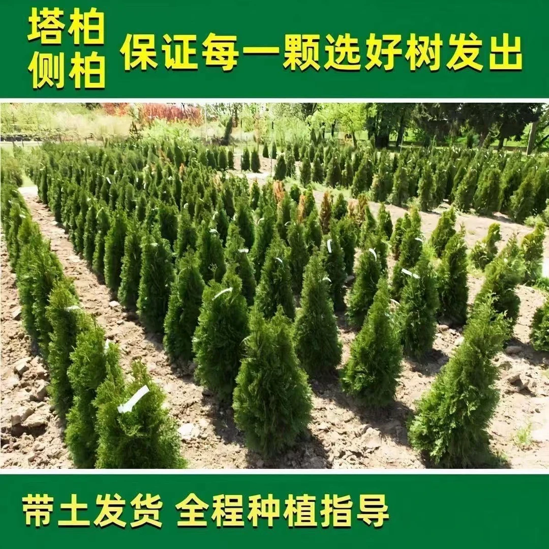 四季常青塔柏塔松树苗蜀桧墓地松清明松绿化苗清明节扫墓塔柏盆栽