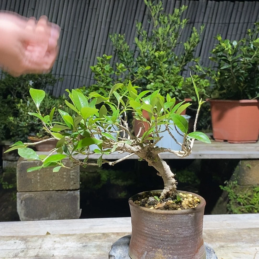 无花朵江***好栀子花