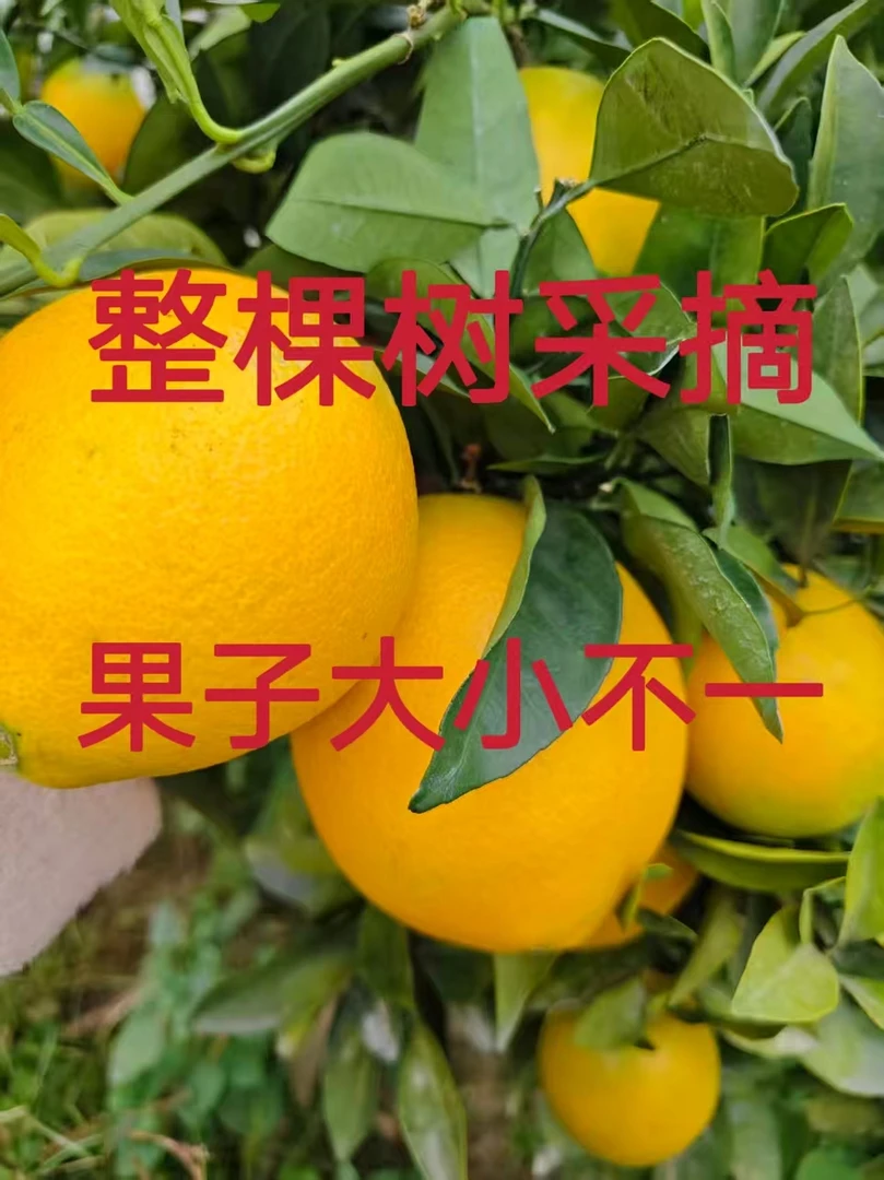 正宗赣南脐橙真实新鲜采摘皮薄香甜多汁产地直发赣南现摘爆甜脐橙