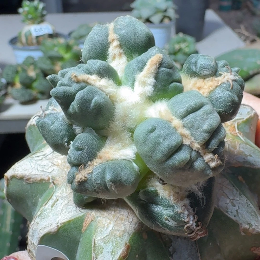 【闪购商品】无花朵无**惧蛋怒841