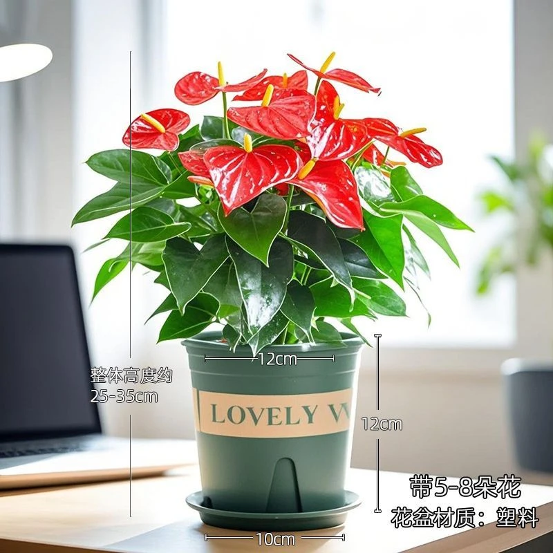 带花发货红掌白掌一帆风顺绿植盆栽除甲醛净化空气水培土培四季花