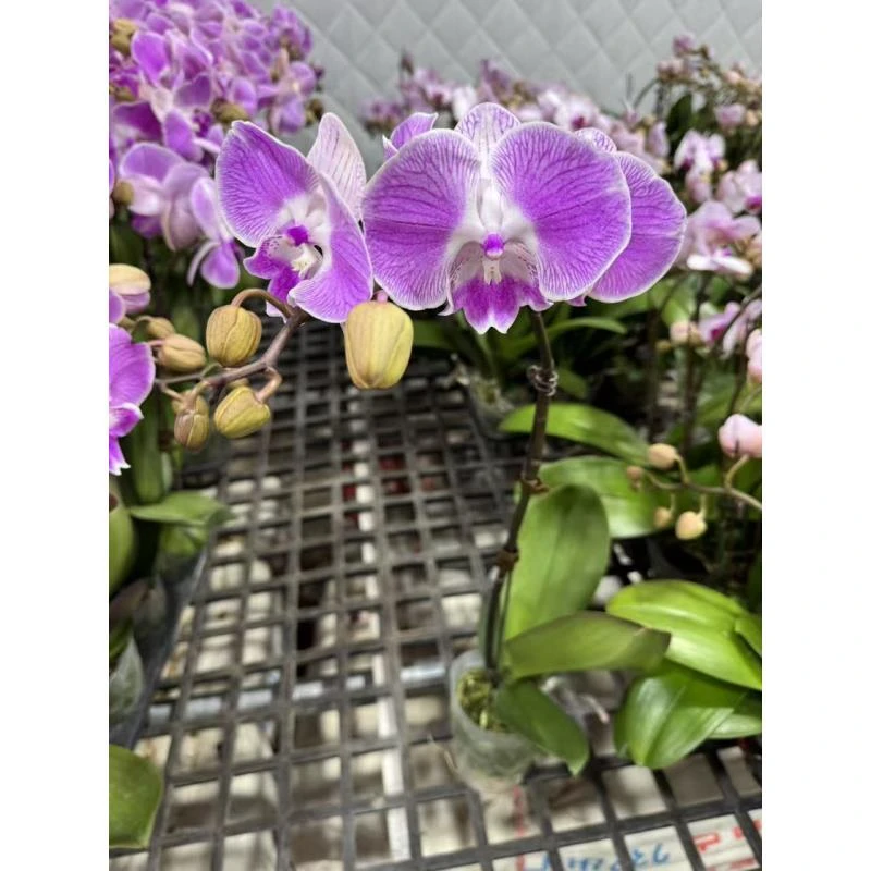 蝴蝶兰【赫兹】无花苞 昆明直发