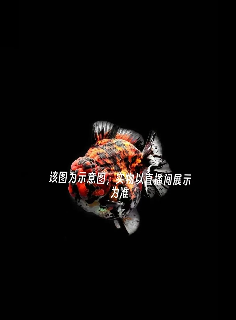 大体将军泰狮金鱼冷水淡水观赏鱼好养耐活包到家包损